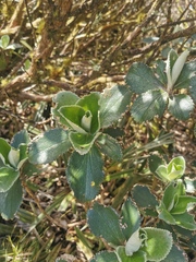 Macrolearia colensoi