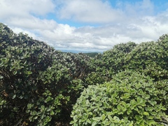 Macrolearia colensoi