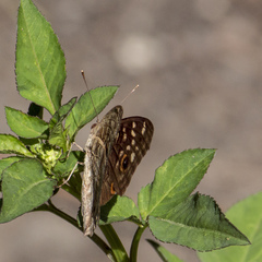 Junonia lemonias aenaria