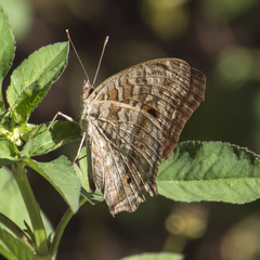 Junonia lemonias aenaria