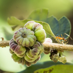 Glochidion philippicum