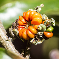 Glochidion philippicum