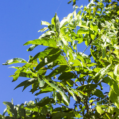 Glochidion philippicum