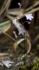 Utricularia striatula