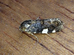 Acontiinae