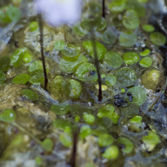 Utricularia striatula