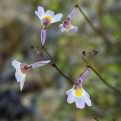 Utricularia striatula