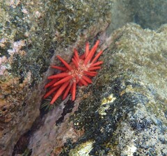 Heterocentrotus mamillatus