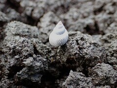Littoraria pintado