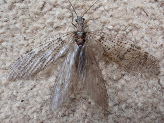 Archichauliodes diversus