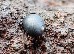 Nerita picea