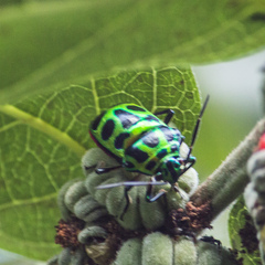 Chrysocoris stollii