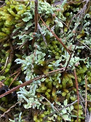 Cladonia peziziformis