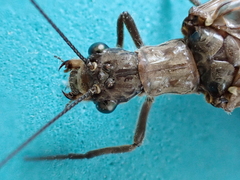 Archichauliodes diversus