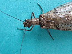 Archichauliodes diversus