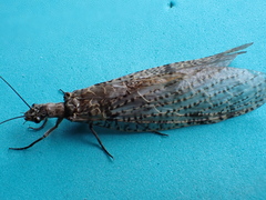 Archichauliodes diversus