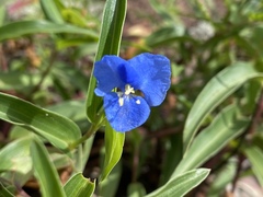 Commelina lanceolata