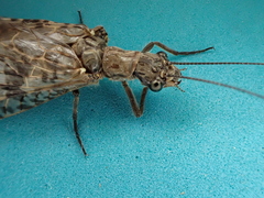 Archichauliodes diversus