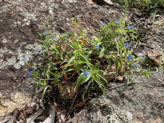 Commelina lanceolata