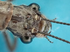 Archichauliodes diversus