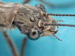 Archichauliodes diversus