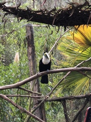 Ramphastos