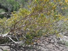 Tristaniopsis laurina