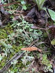 Cladonia peziziformis