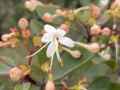 Clerodendrum longiflorum