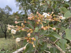 Clerodendrum longiflorum