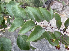 Clerodendrum longiflorum
