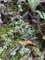 Cladonia peziziformis