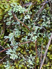 Cladonia peziziformis
