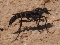 Laxotela