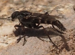 Laxotela