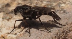 Laxotela