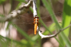 Rhodothemis lieftincki