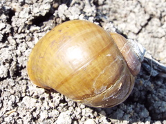 Pomacea flagellata