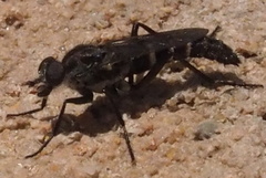 Laxotela
