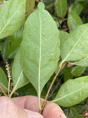 Homalium brachybotrys