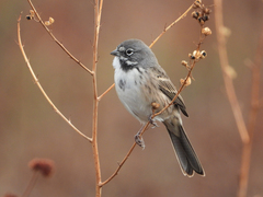 Artemisiospiza belli
