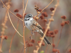 Artemisiospiza belli