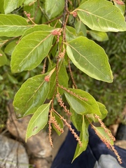 Homalium brachybotrys