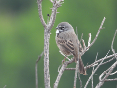 Artemisiospiza belli