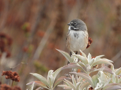 Artemisiospiza belli