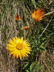 Xerochrysum subundulatum