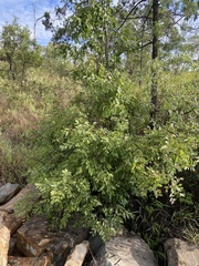 Homalium brachybotrys