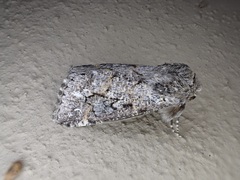 Leucochlaena aenigma