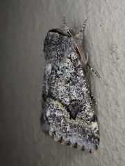 Leucochlaena aenigma