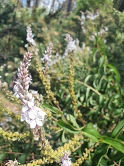 Veronica derwentiana